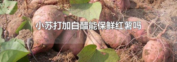 小苏打加白醋能保鲜红薯吗