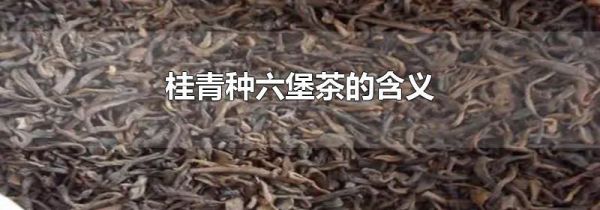 桂青种六堡茶的含义