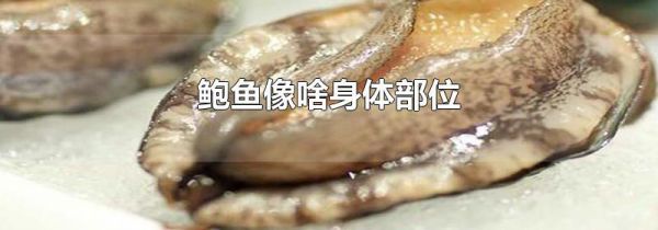 鲍鱼像啥身体部位