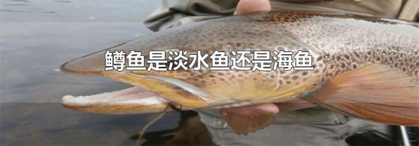 鳟鱼是淡水鱼还是海鱼