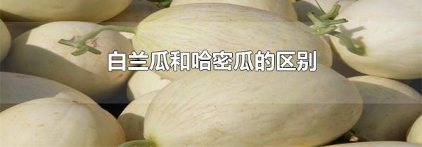 白兰瓜和哈密瓜的区别