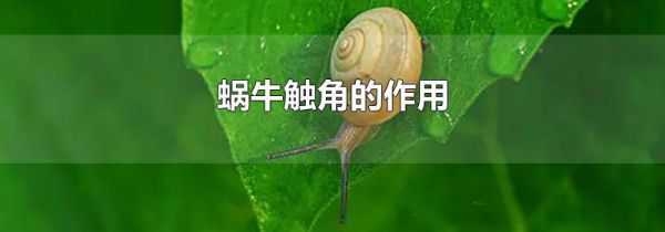 蜗牛触角的作用