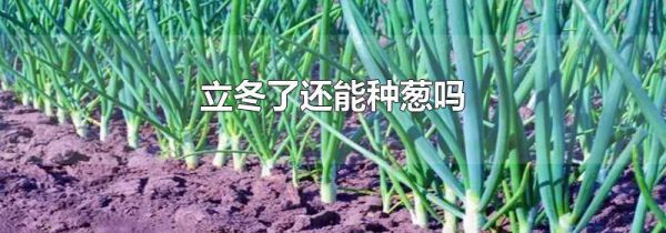 立冬了还能种葱吗