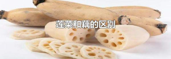 莲菜和藕的区别