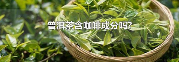 普洱茶含咖啡成分吗?