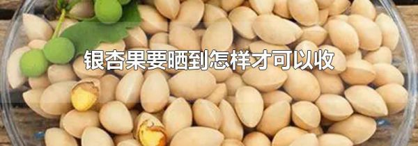 银杏果要晒到怎样才可以收