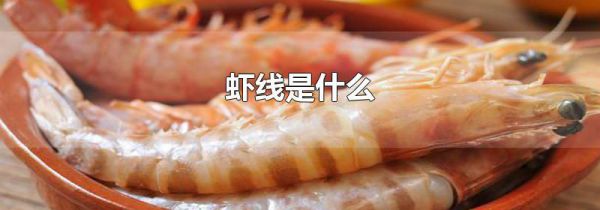 虾线是什么