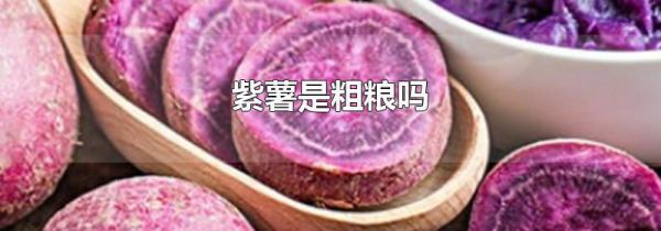 紫薯是粗粮吗