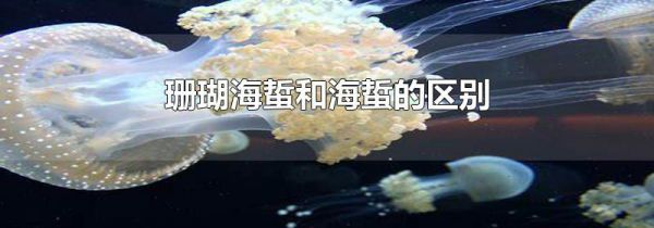 珊瑚海蜇和海蜇的区别