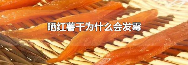 晒红薯干为什么会发霉