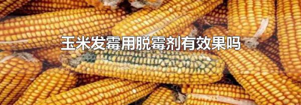 玉米发霉用脱霉剂有效果吗