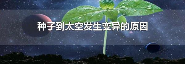 种子到太空发生变异的原因