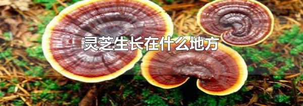 灵芝生长在什么地方
