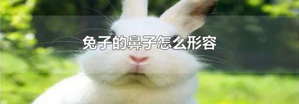 兔子的鼻子怎么形容