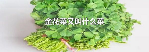 金花菜又叫什么菜