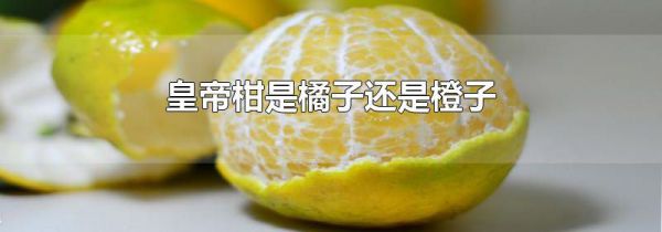 皇帝柑是橘子还是橙子