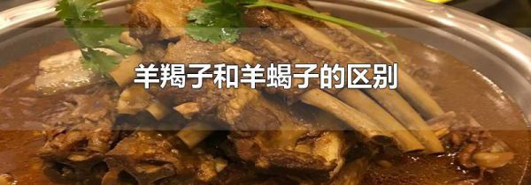 羊羯子和羊蝎子的区别