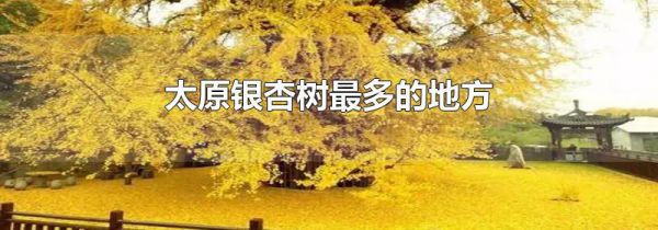 太原银杏树最多的地方