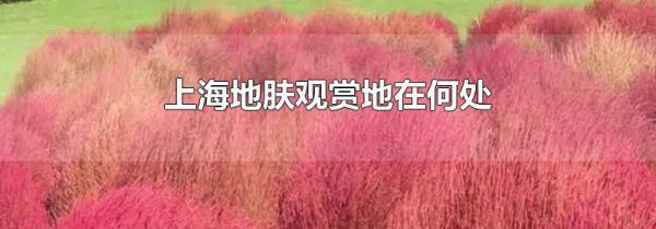 上海地肤观赏地在何处