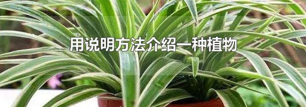 用说明方法介绍一种植物