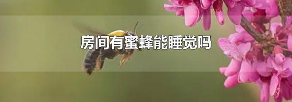 房间有蜜蜂能睡觉吗