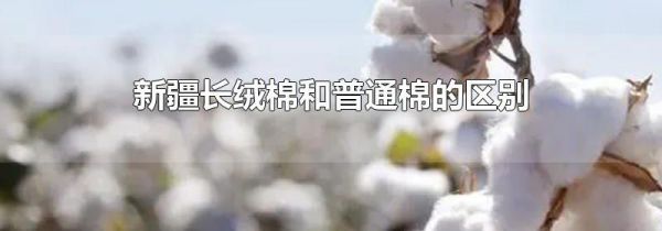 新疆长绒棉和普通棉的区别