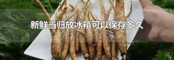 新鲜当归放冰箱可以保存多久