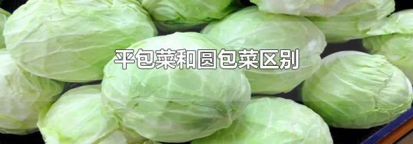 平包菜和圆包菜区别