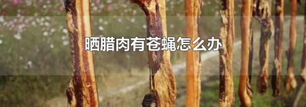 晒腊肉有苍蝇怎么办