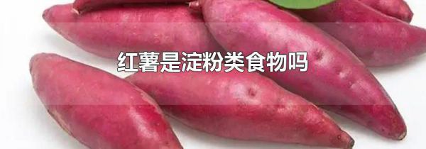 红薯是淀粉类食物吗