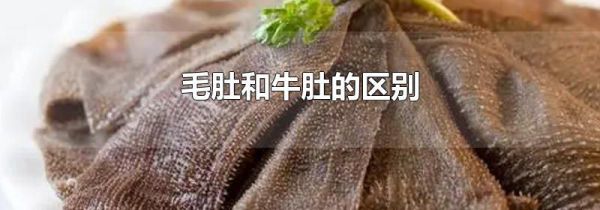 毛肚和牛肚的区别