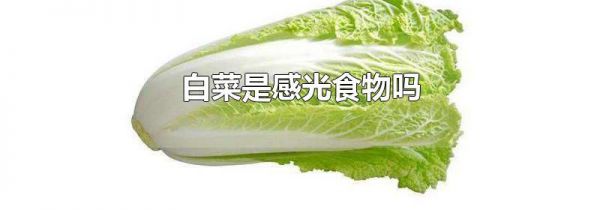 白菜是感光食物吗