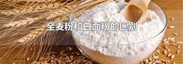 全麦粉和白面粉的区别