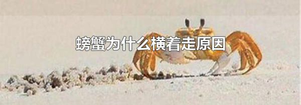 螃蟹为什么横着走原因