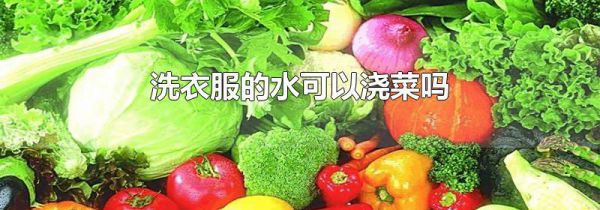 洗衣服的水可以浇菜吗