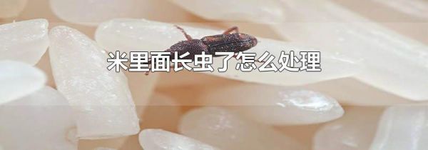 米里面长虫了怎么处理