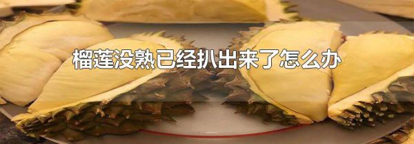 榴莲没熟已经扒出来了怎么办