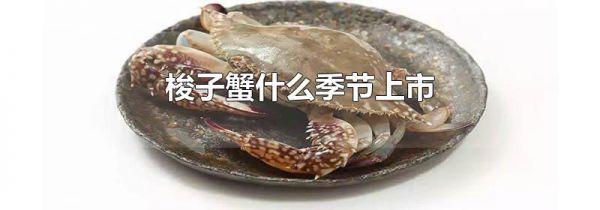 梭子蟹什么季节上市