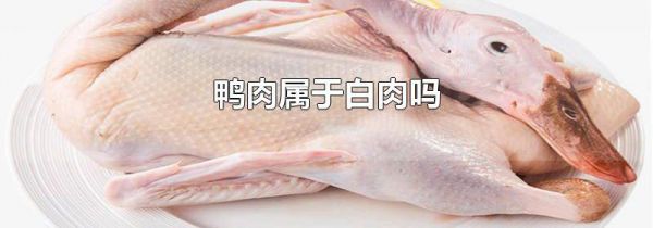 鸭肉属于白肉吗