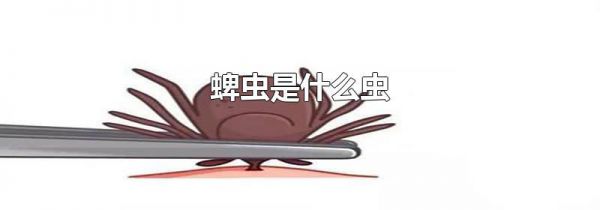 蜱虫是什么虫