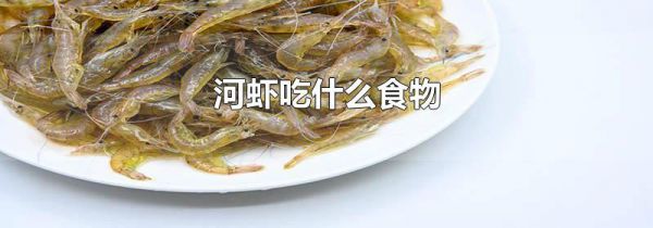 河虾吃什么食物