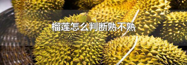 榴莲怎么判断熟不熟