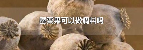 罂粟果可以做调料吗
