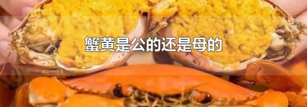 蟹黄是公的还是母的
