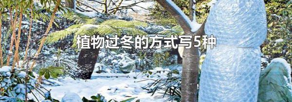 植物过冬的方式写5种
