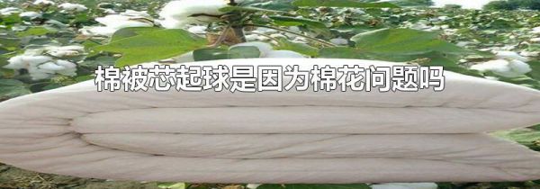 棉被芯起球是因为棉花问题吗