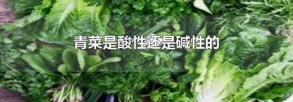 青菜是酸性还是碱性的
