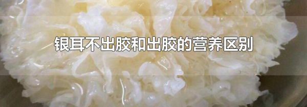银耳不出胶和出胶的营养区别