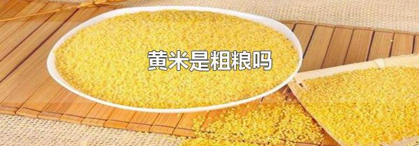 黄米是粗粮吗