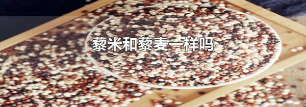 藜米和藜麦一样吗